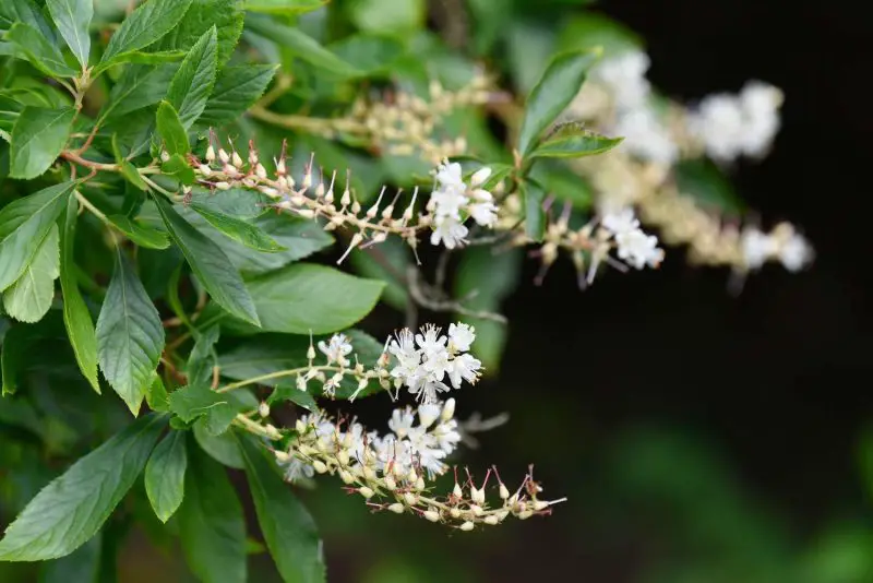 Flowering Shrubs That Bloom All Summer