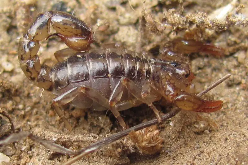 Types of Scorpions in Arizona