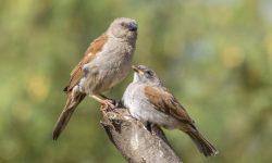 60 Types of Sparrows (With Pictures and Identification)