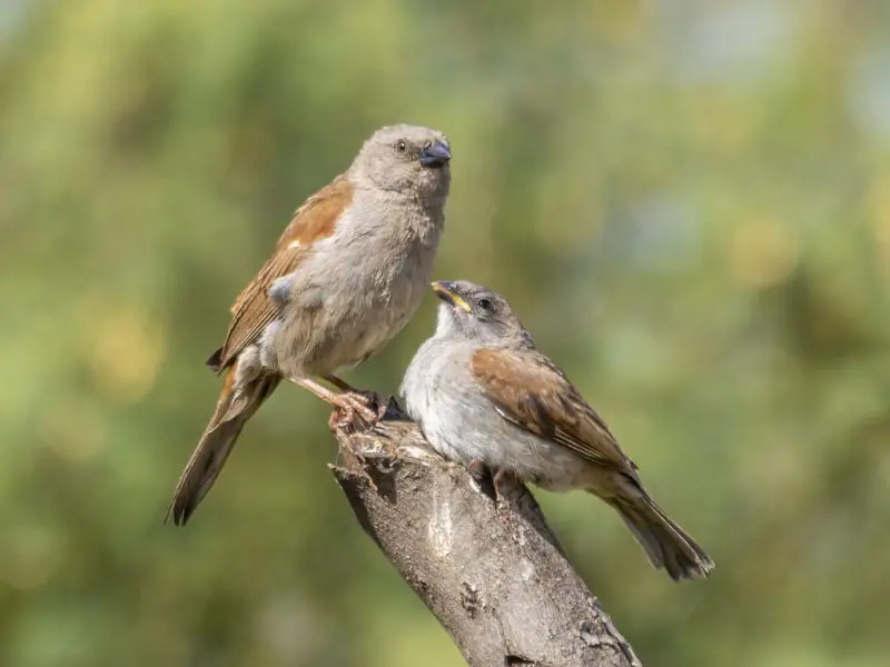 Types of Sparrows