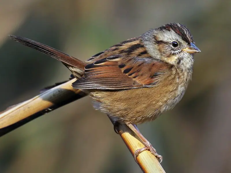 Types of Sparrows