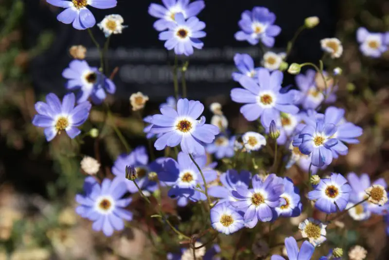 Types of Daisy Plants