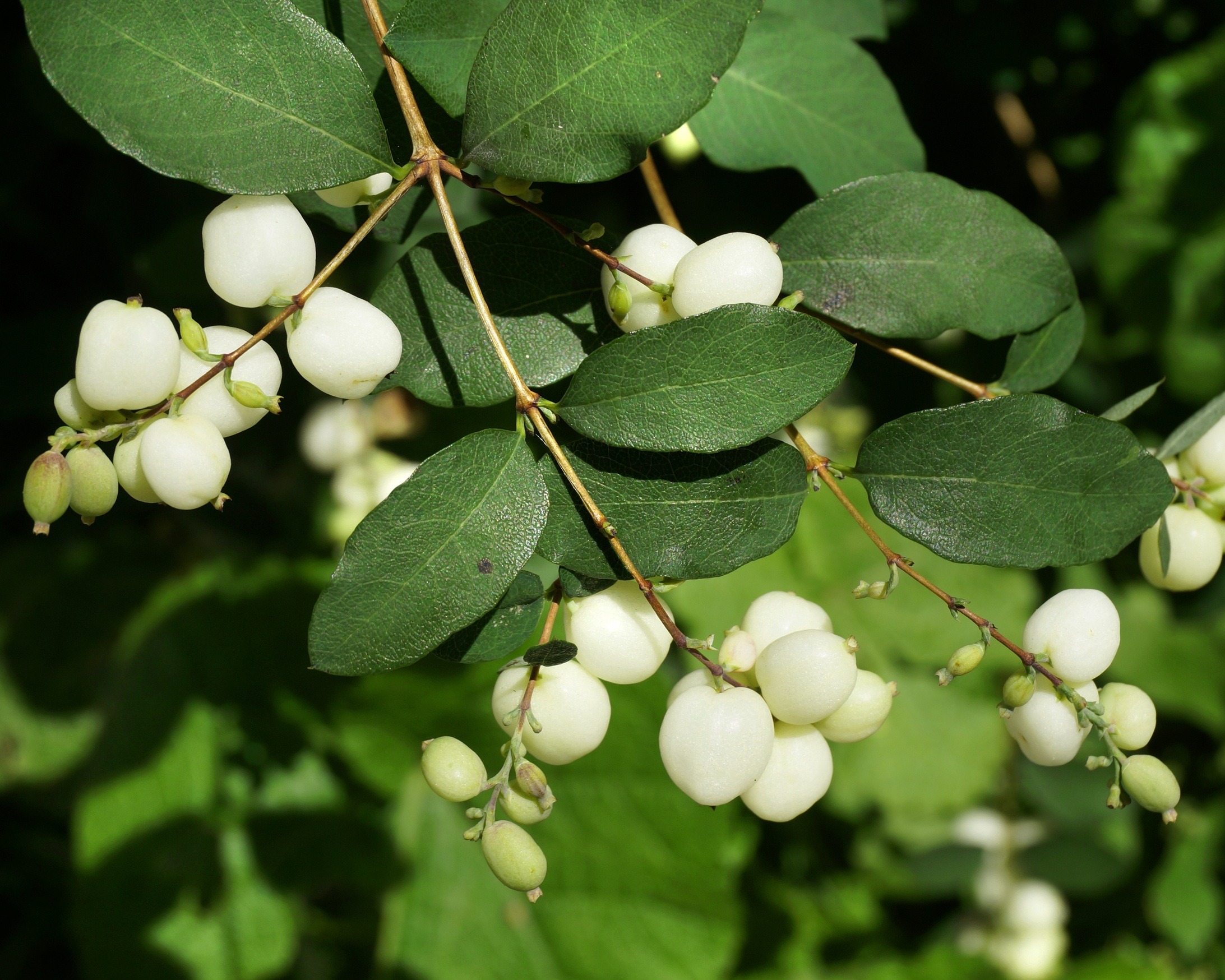 Shrubs with White Flowers