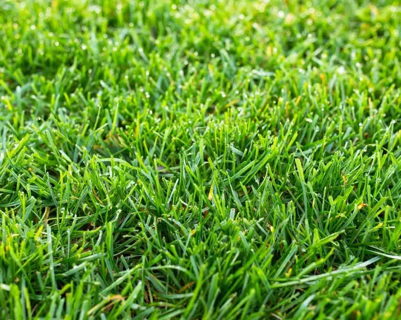 Types of Grass in Texas