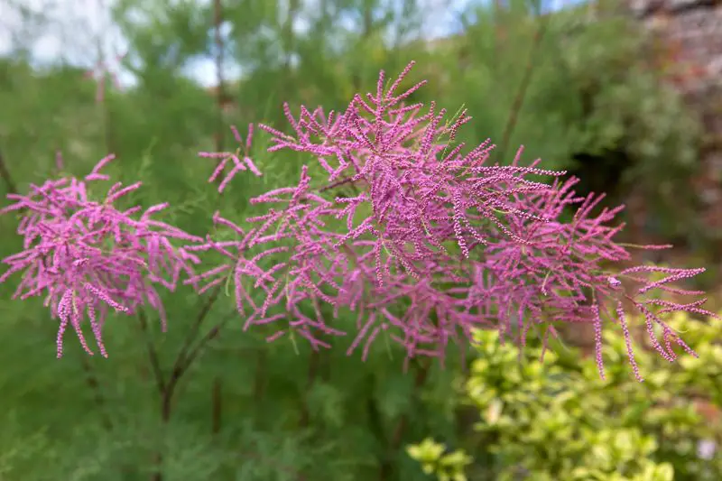 Flowering Shrubs That Bloom All Summer