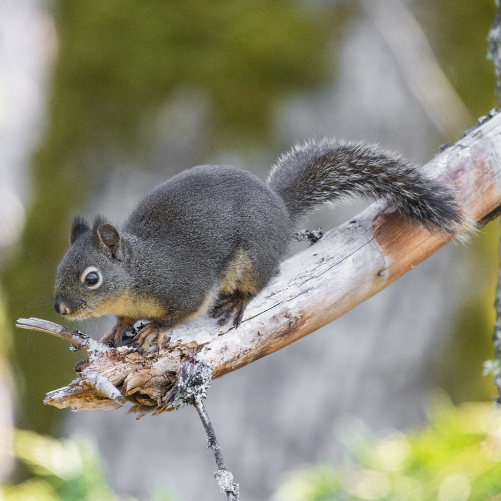 Types of Squirrel
