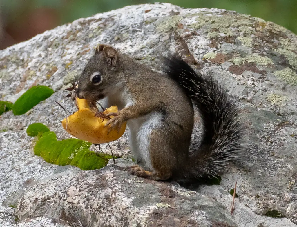 Types of Squirrel