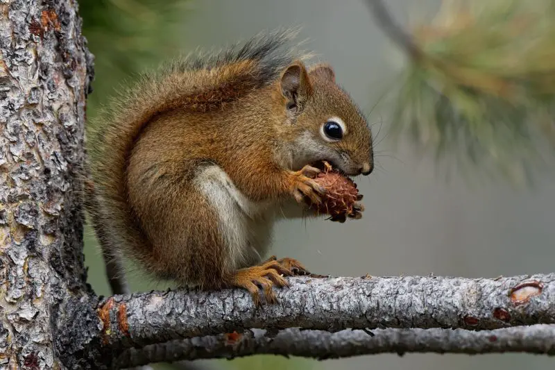 Types of Squirrel