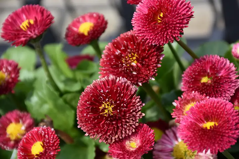 Types of Daisy Plants