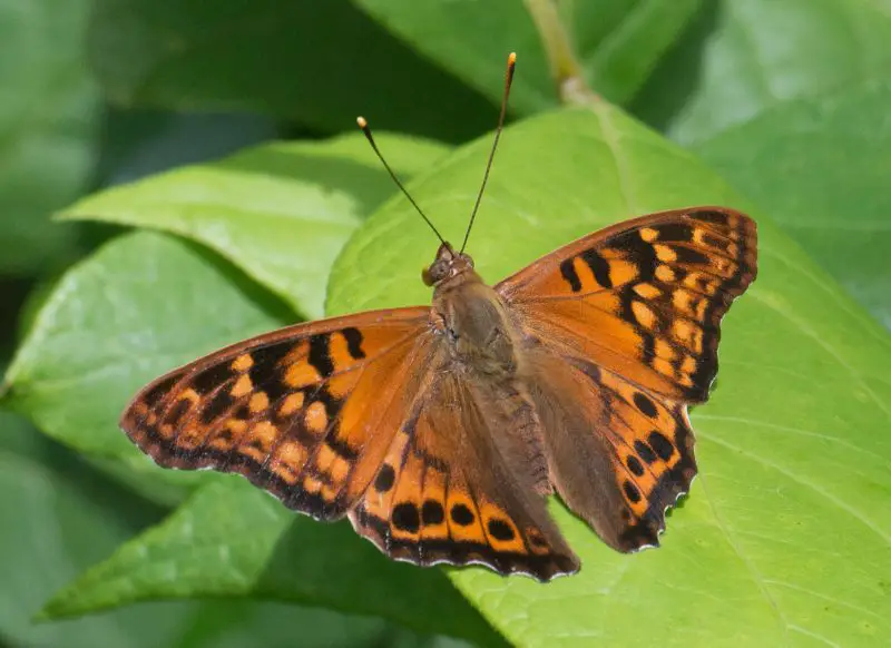 types of butterflies in Florida