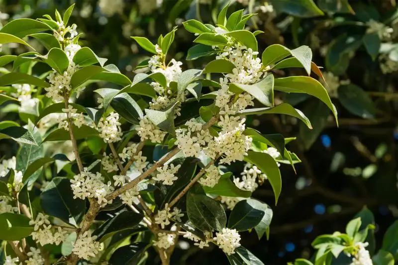Types of Evergreen Trees