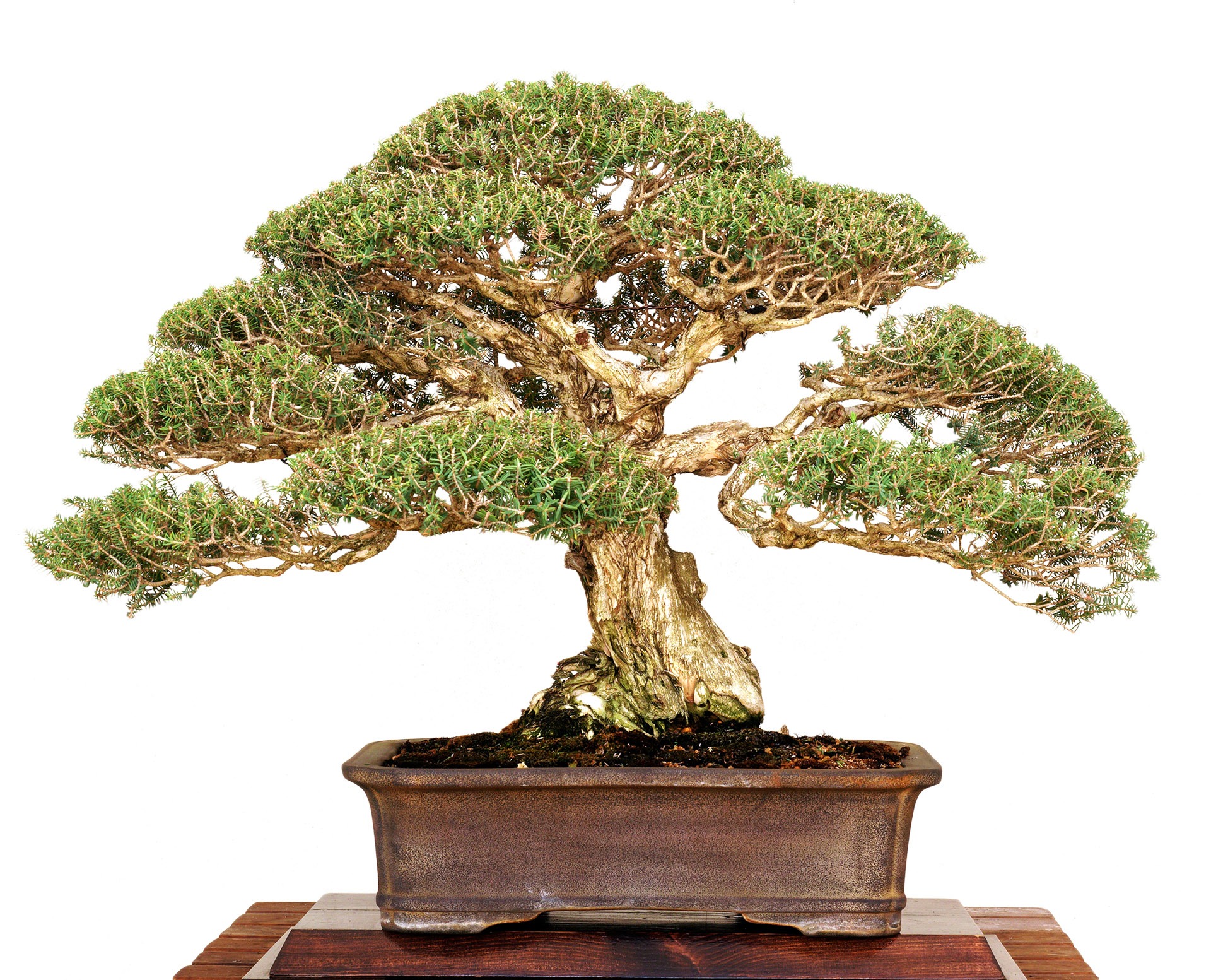 Types of Bonsai Trees