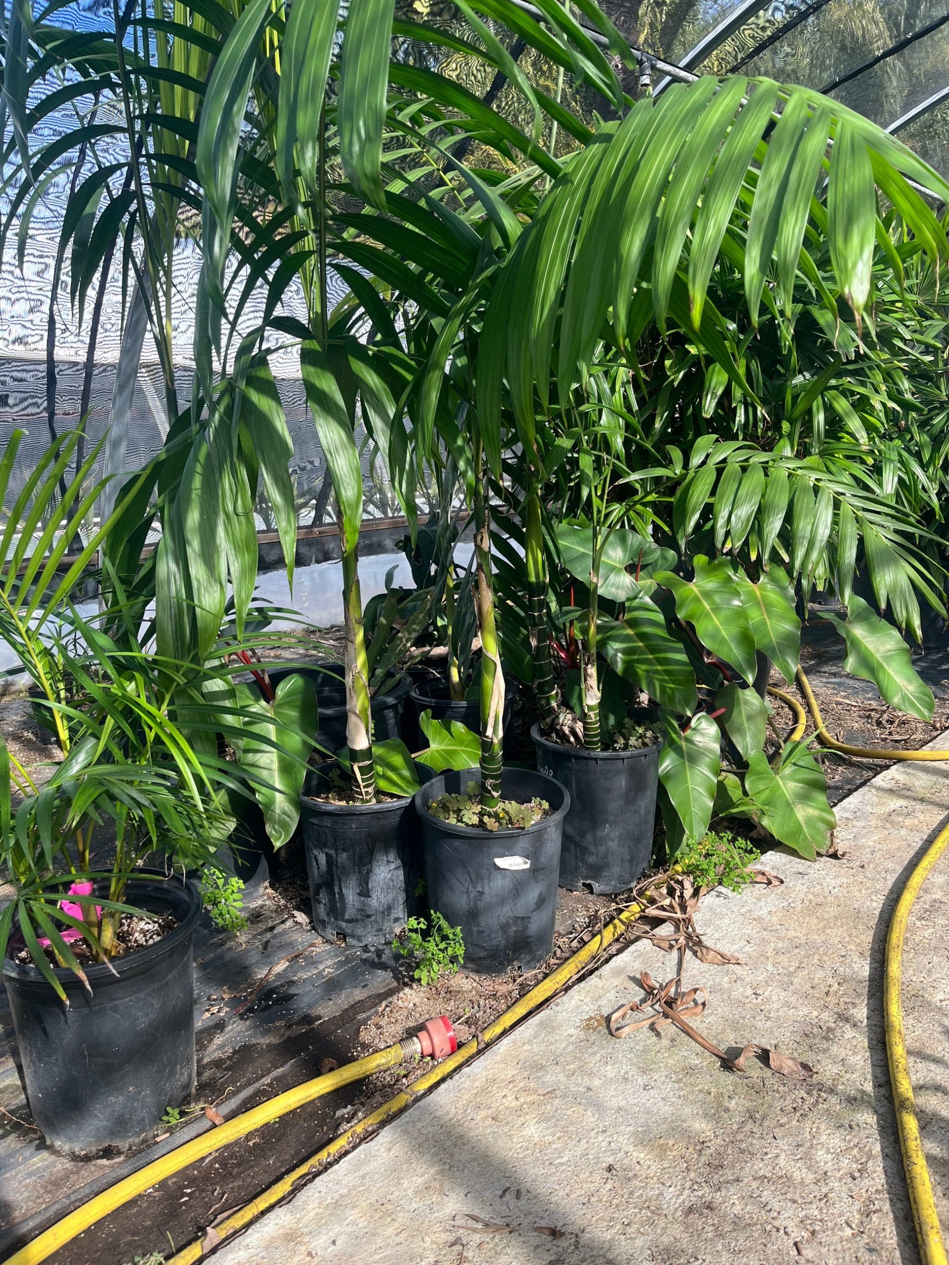 Types of Palm Trees in Florida