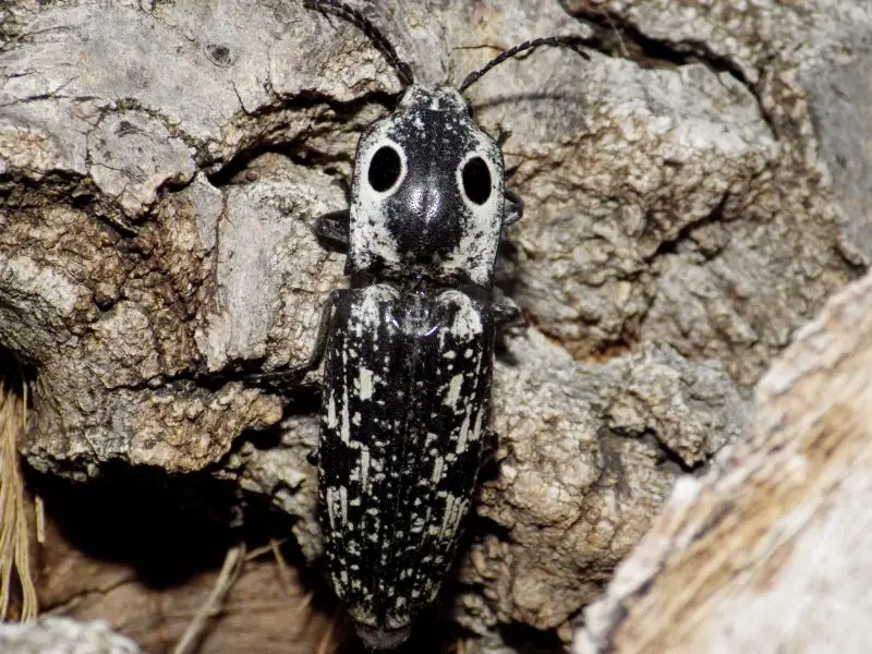 Black Bugs With White Spots