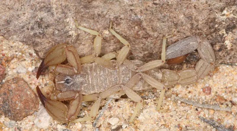 Types of Scorpions in Arizona
