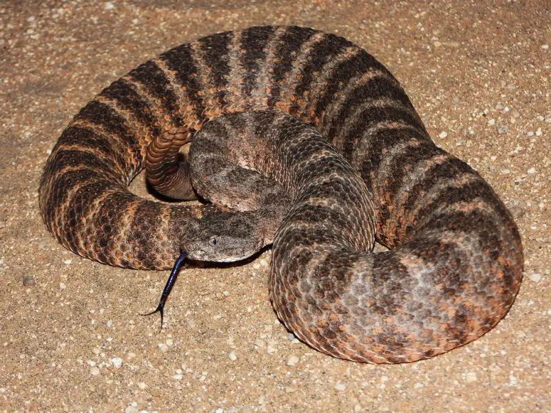 Types of Rattlesnakes in Arizona