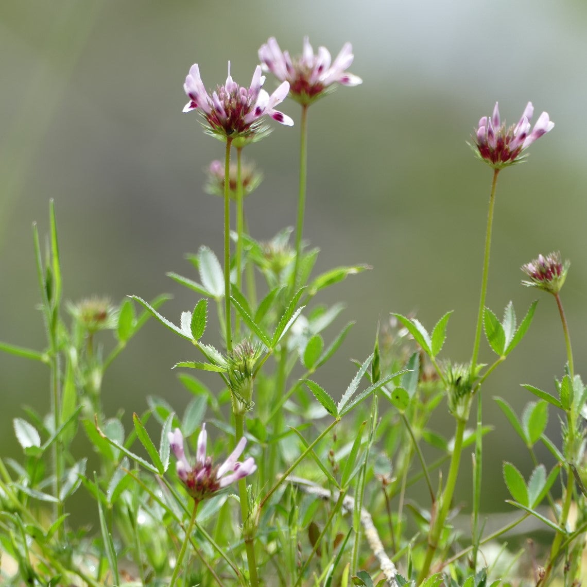 Types of Clover Plants