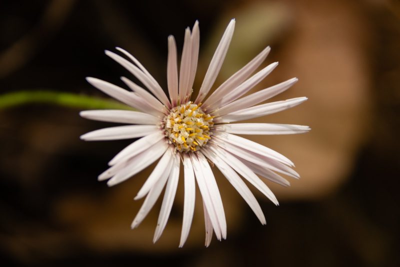 Types of Daisy Plants