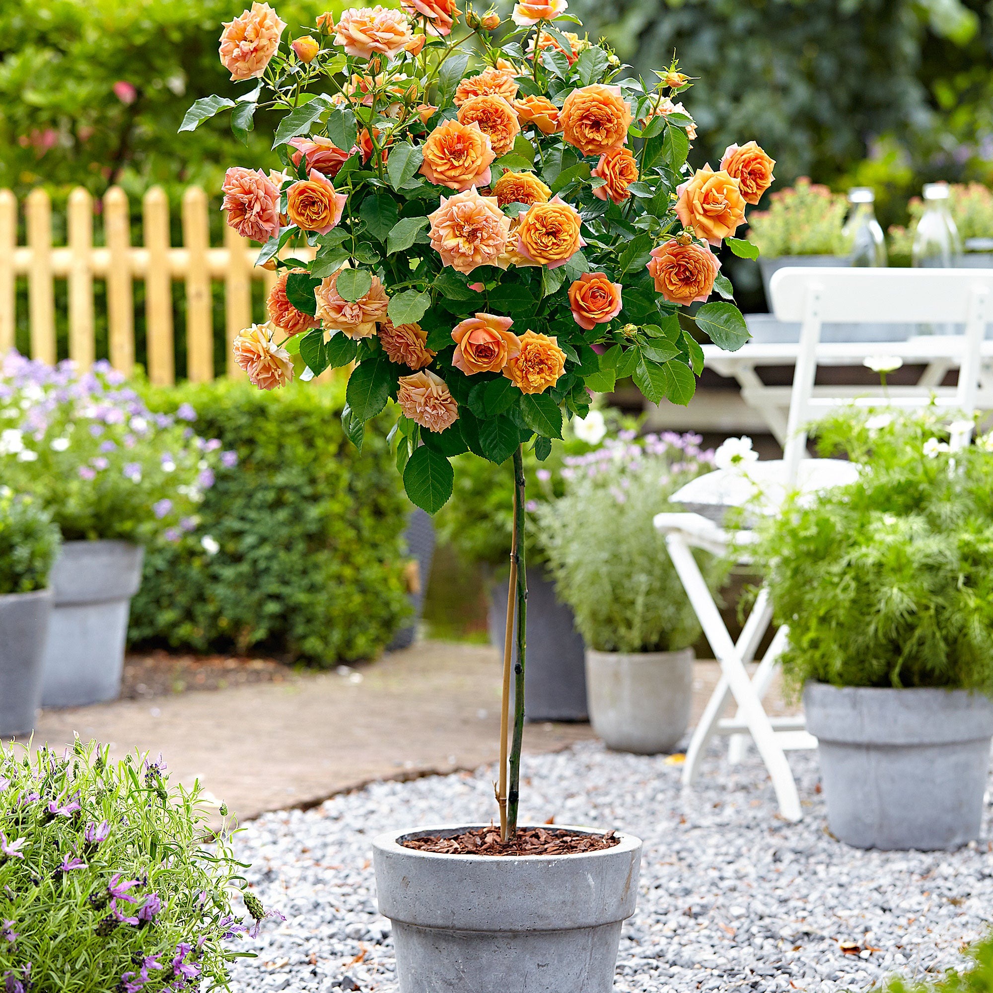 Types of Rose Plants