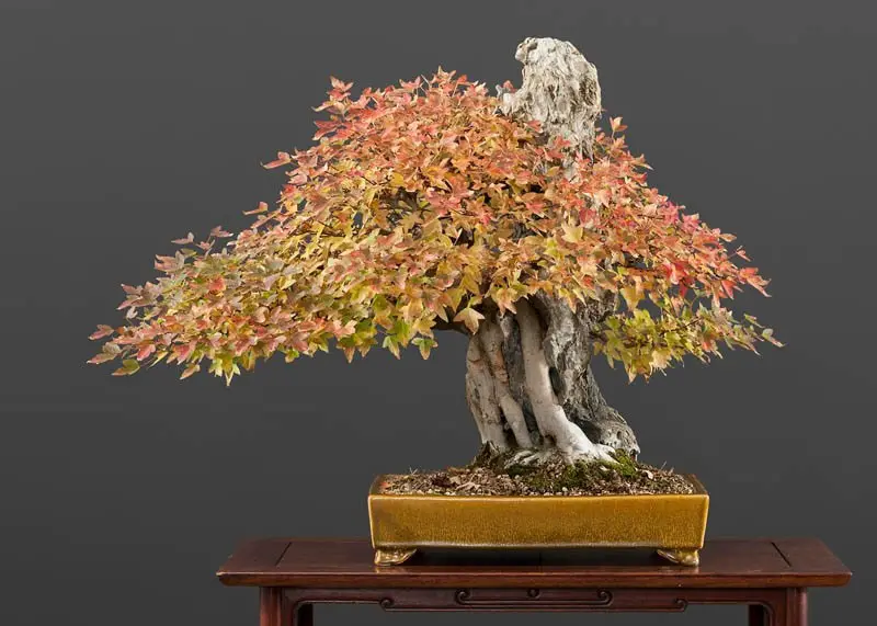 Types of Bonsai Trees