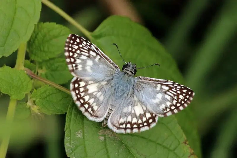 types of butterflies in Florida