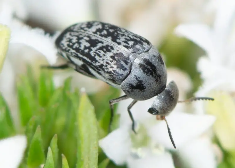 Black Bugs With White Spots