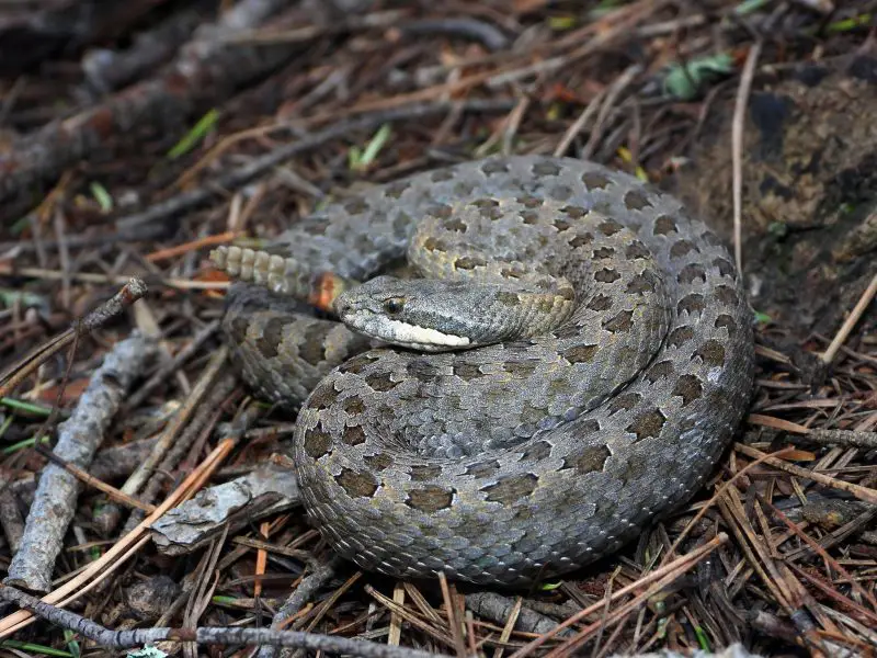 Types of Rattlesnakes in Arizona