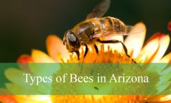 30 Types of Bees in Arizona (With Pictures and Identification)