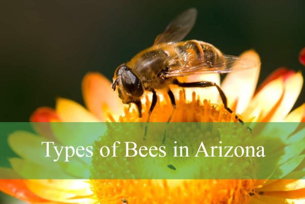 Types of Bees in Arizona