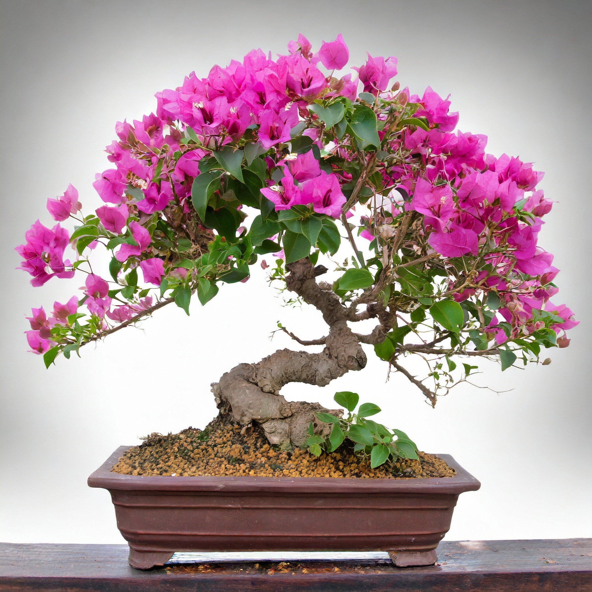 Types of Bonsai Trees