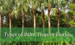 42 Types of Palm Trees in Florida (With Picture and Identification)