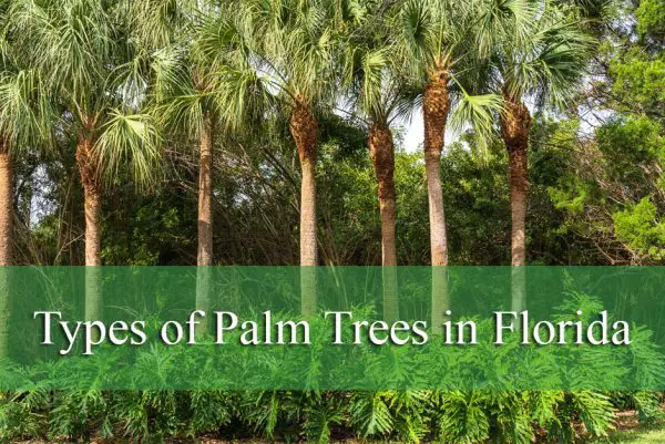 Types of Palm Trees in Florida