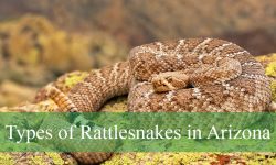 16 Types of Rattlesnakes in Arizona (Pictures and Identification)