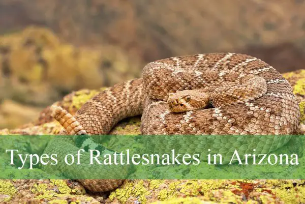 Types of Rattlesnakes in Arizona
