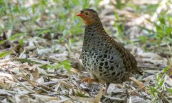 48 Animals That Start With U (With Pictures and Names)