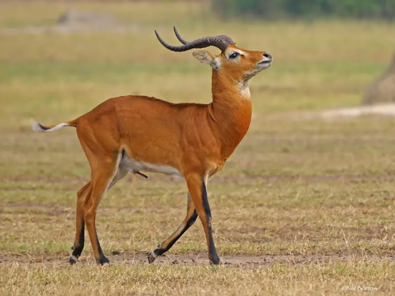Animals That Start With U
