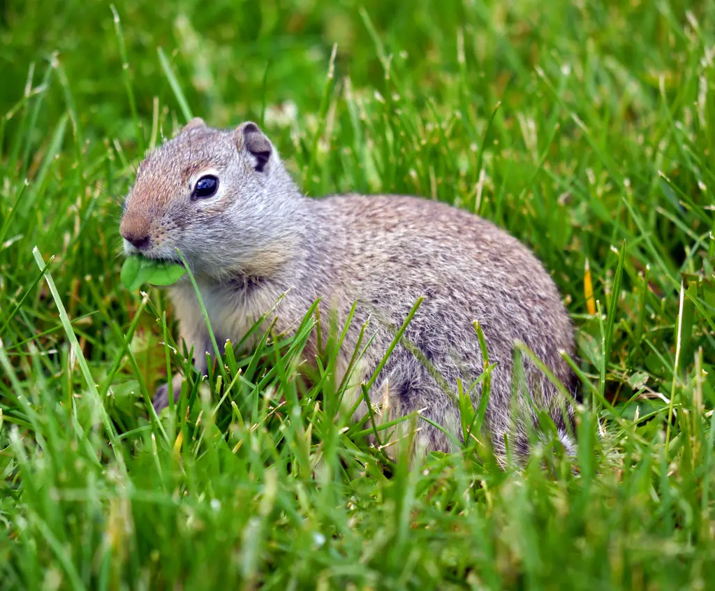 Animals That Start With U