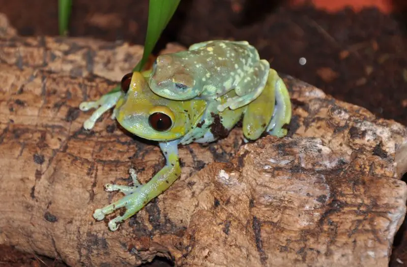 Animals That Start With U
