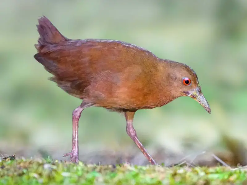 Animals That Start With U