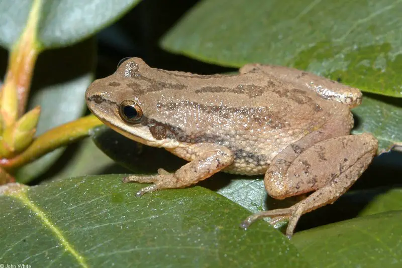 Animals That Start With U