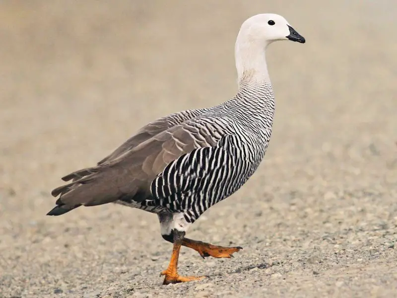 Animals That Start With U