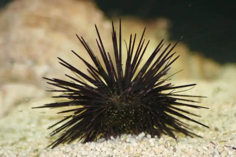 Animals That Start With U