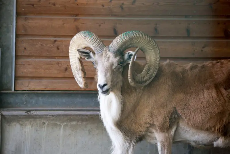 Animals That Start With U