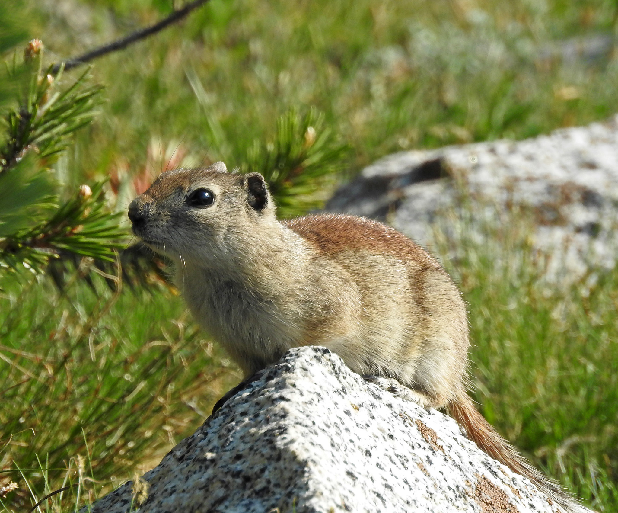 Types of Squirrel