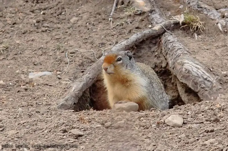 Types of Squirrel