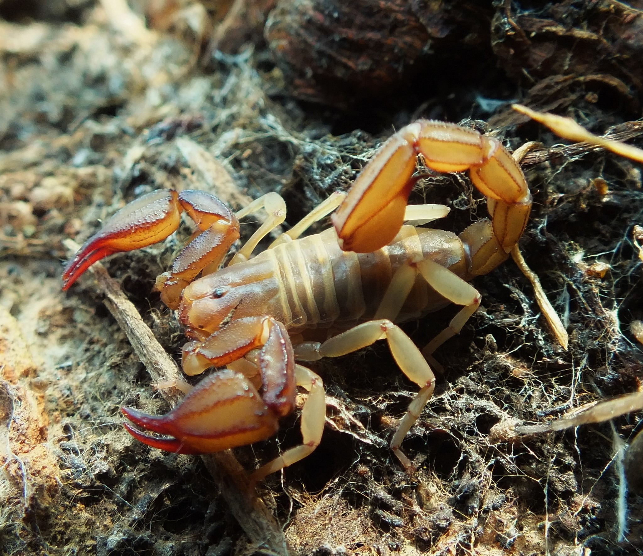 Types of Scorpions in Arizona