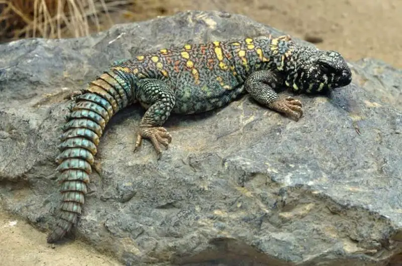 Animals That Start With U