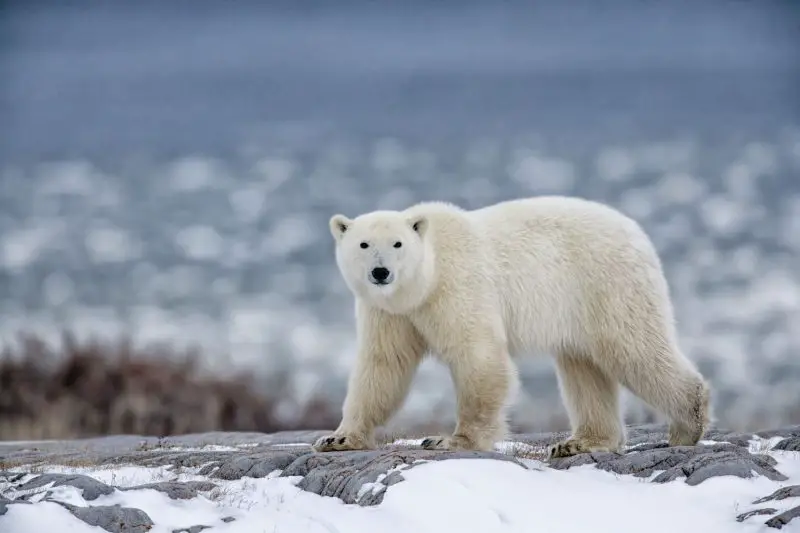 Animals That Start With U