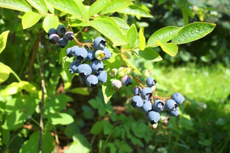 Small Evergreen Shrubs