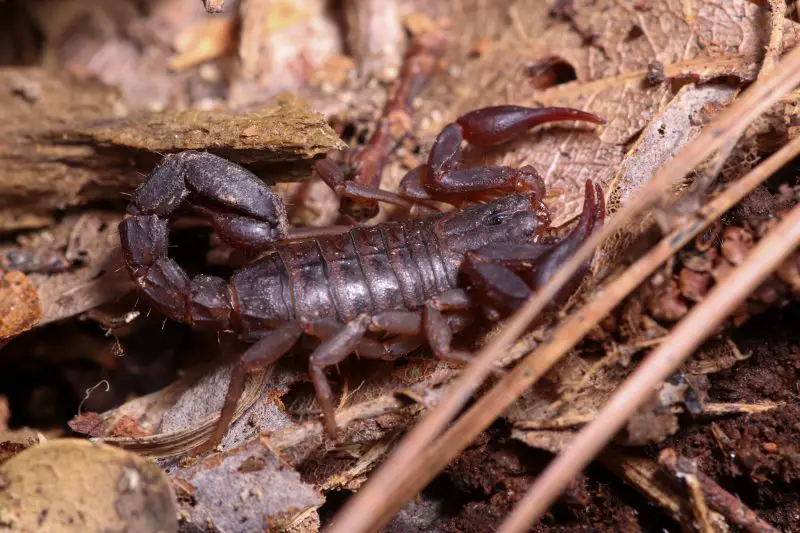 Scorpions in Texas